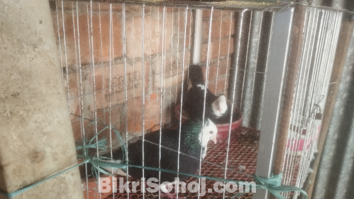 কালো রাজগোল্লা